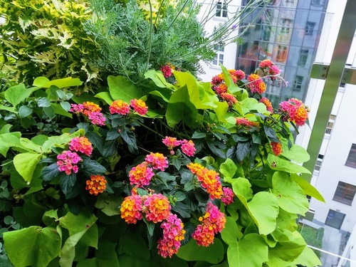 Jesienny balkon - jak zaaranżować i jakie rośliny posadzić